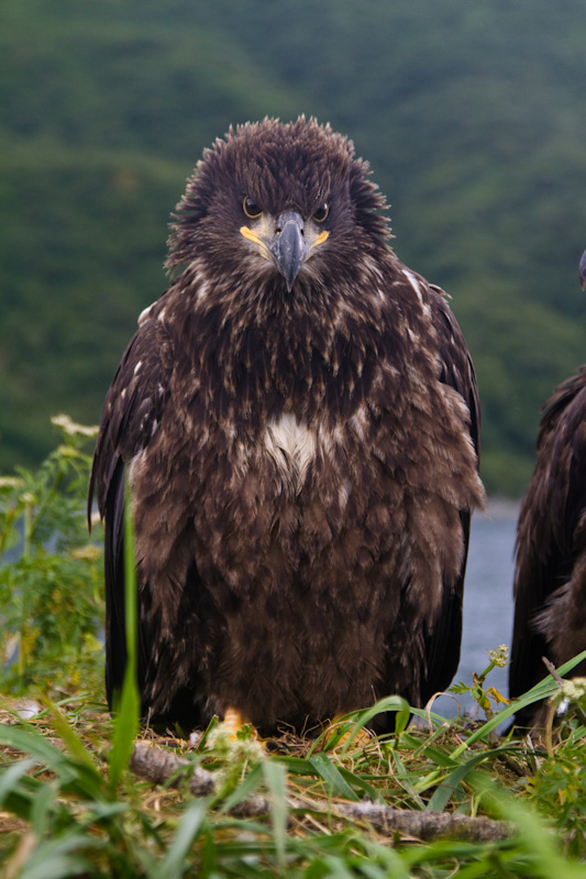 Bald Eagle